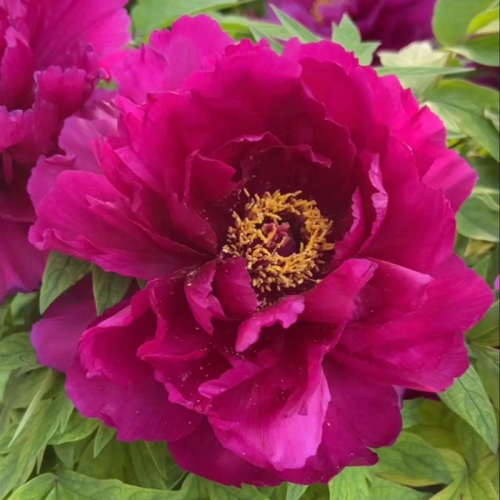Peonia rosa scuro