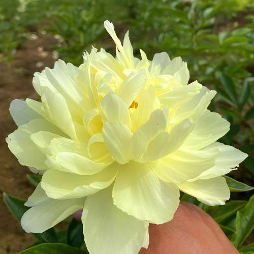 Peonia della ruota dorata