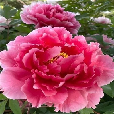 Sundae di peonia